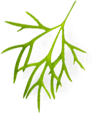 Гастрономъ